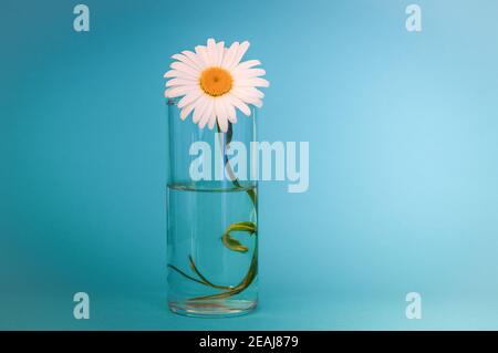 Kamillenblüte in einem Glas Wasser. Auf blauem Hintergrund. Vignettierung. Der richtige Platz für die Inschrift. Stockfoto