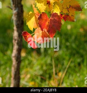 Rote und gelbe Traubenblätter in Herbstfarben Stockfoto