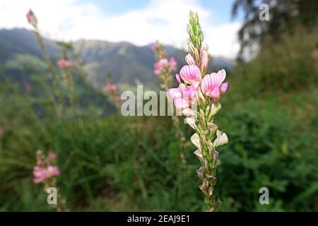 Onobrychis sativa oder gewöhnlicher Sainfoin (Onobrychis viciifolia), auf einer alpinen Wiese Stockfoto