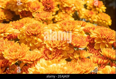 Orange Gelb Chrysantheme oder Mütter Blumen mit natürlichen Licht Hintergrund Stockfoto