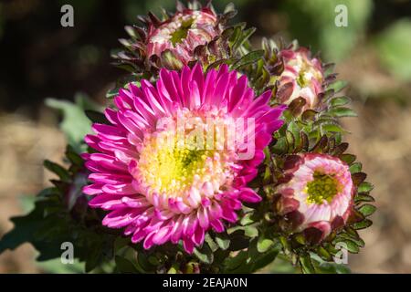 Rosa Chrysantheme oder Mütter Blumen im Garten mit natürlichem Licht Stockfoto