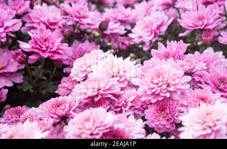 Violette oder violette Chrysantheme Blume im Garten Stockfoto