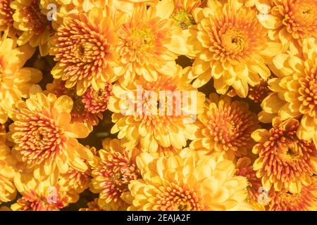 Gelb Orange Chrysantheme oder Mütter Blumen mit natürlichen Licht Hintergrund Stockfoto