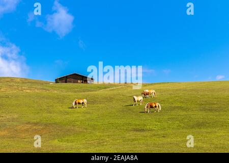 Haflingerpferde auf der Seiser Alm, Seiser Alm, Südtirol Stockfoto