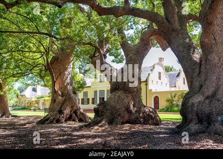 Somerset West, Südafrika - Januar 30. 2020 : das Weingut Vergelegen befindet sich in Somerset West in Südafrika. Ein Bistro und ein Restaurant sind ebenfalls vorhanden Stockfoto