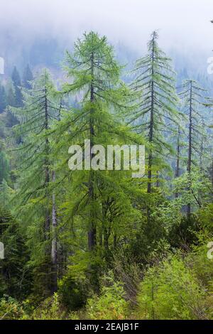 Landschaft in der Nähe von Sauris di Sotto, Friaul-Julisch Venetien, Italien Stockfoto