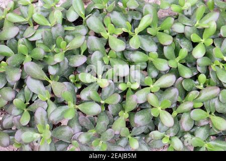 Blumen auf Floraart ausgestellt, 50 internationale Gartenausstellung in Zagreb, Kroatien Stockfoto