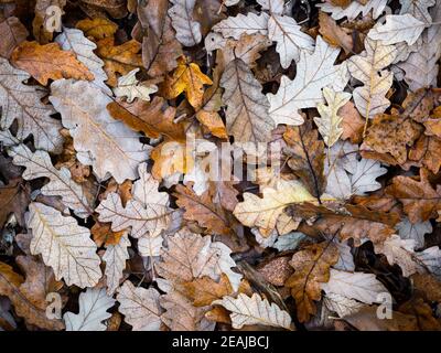 Gefallene Eichenblätter im Herbst Stockfoto