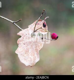 Eichenblatt im Herbst Stockfoto