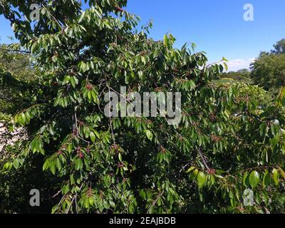 Zweigniederlassungen von Kirschen mit reife Beeren. Sweet cherry auf einem Baum reif. Reifung der Beeren der Sweet cherry Stockfoto