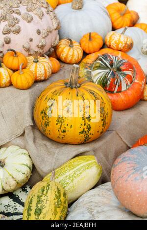 Cucurbita maxima. Eine Vielzahl von Kürbissen und Squashes auf der RHS Wisley ausgestellt. Stockfoto