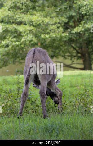 Eselnachwuchs (Equua asinus asinus) auf einer Wiese Stockfoto