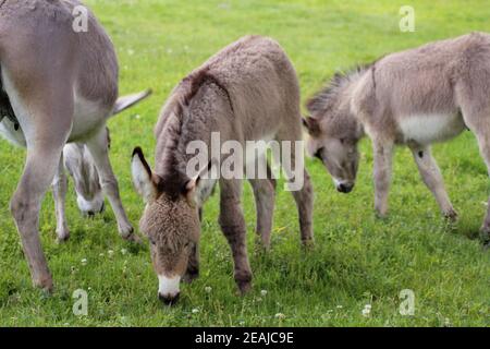 Eselfamilie auf einer Wiese (Equus asinus asinus) Stockfoto