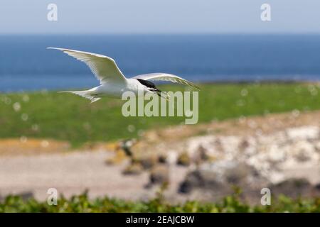 Sandwichseeschwalbe (Thalasseus sandvicensis), Farne Islands, Northumberland, Großbritannien Stockfoto