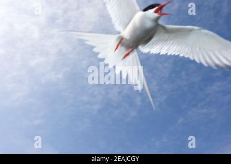 Polarseeschwalbe (Sterna paradiesaea), im Flug, Farne Islands, Northumberland Coast, UK, Juli 2014 Stockfoto