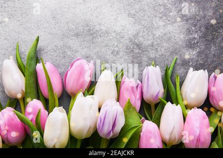 Rosa und weiße Tulpen auf grauem Betongrund, selektiver Fokus. Flach liegend, Kopierplatz Stockfoto