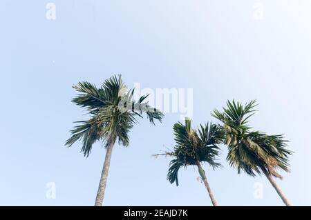 Die Areca-Palme (Areca-Nuss) gegen den strahlend blauen Sonnenuntergangshimmel im Sommer, der von Sonnenlicht beleuchtet wird. Niedrige Engelsaussicht. Schönheit in der Natur saisonales Thema Hintergrundbild. Kalkutta Indien. Stockfoto