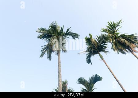 Die Areca-Palme (Areca-Nuss) gegen den strahlend blauen Sonnenuntergangshimmel im Sommer, der von Sonnenlicht beleuchtet wird. Niedrige Engelsaussicht. Schönheit in der Natur saisonales Thema Hintergrundbild. Kalkutta Indien. Stockfoto