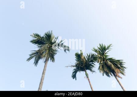 Die Areca-Palme (Areca-Nuss) gegen den strahlend blauen Sonnenuntergangshimmel im Sommer, der von Sonnenlicht beleuchtet wird. Niedrige Engelsaussicht. Schönheit in der Natur saisonales Thema Hintergrundbild. Kalkutta Indien. Stockfoto