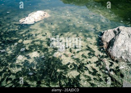 Kaulquappen schwimmen in einem Bergsee, französische alpen Stockfoto