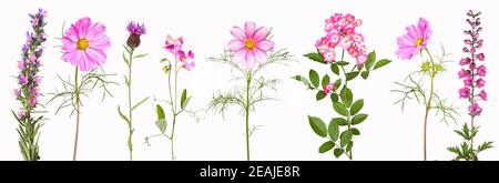 Auswahl an rosa Gartenblumen Stockfoto