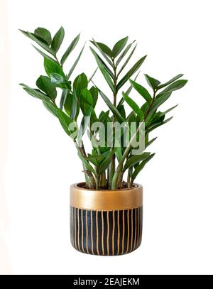 ZZ Pflanze in eleganten Blumentopf isoliert auf weiß Stockfoto