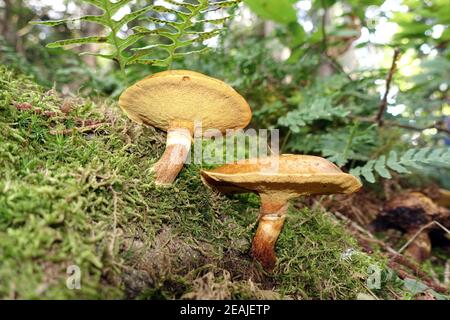 Greville-Bolete oder Lärchenbolete (Suillus grevillei, SYN.: Suillus flavus) Stockfoto