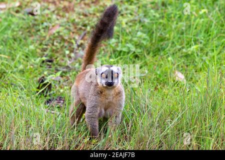 Braune Lemuren spielen auf der Wiese und einem Baumstamm Und warten auf die Besucher Stockfoto