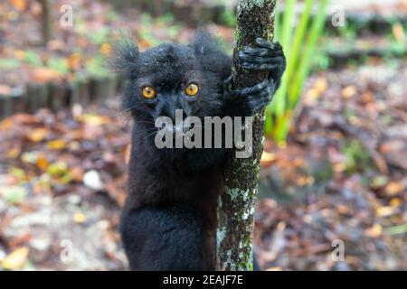 Ein schwarzer Lemur auf einem Baum wartet auf eine Banane Stockfoto