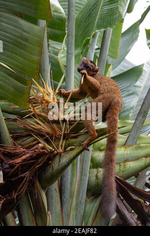 Ein roter Vari Lemur auf einer Bananenpflanze Stockfoto