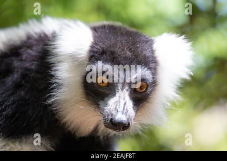 Ein schwarz-weißer Vari Lemur sieht ziemlich neugierig aus Stockfoto