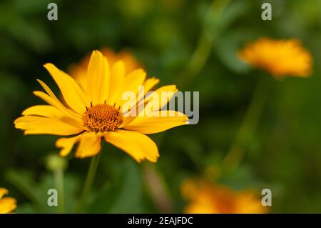 Gelb blühende Kegelblume. Stockfoto