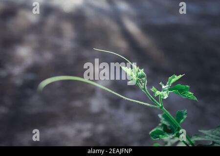 Grünes Blatt absorbiert Morgensonne. Die Blätter der kriechenden Pflanze aus der Nähe beleuchtet vom Morgenlicht. Schönheit in Natur Hintergrund. Photosynthese Chlorophyll Botanik Biologie Konzept. Stockfoto