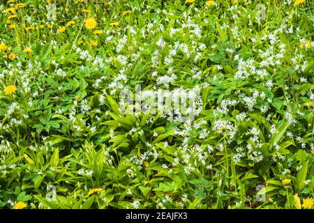 Blühende Bärlauch im Frühsommer Stockfoto