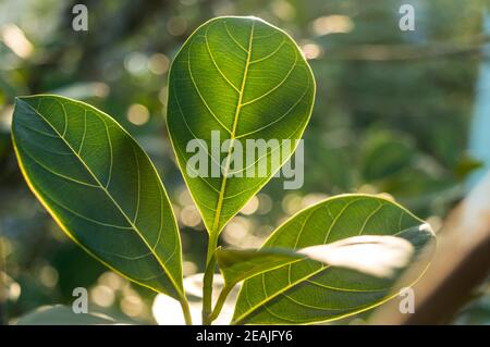 Grünes Blatt absorbiert Morgensonne. Die Blätter der Pflanze aus der Nähe mit dem hinterleuchteten Morgenlicht. Schönheit in Natur Hintergrund. Photosynthese Chlorophyll Botanik Biologie Konzept. Stockfoto