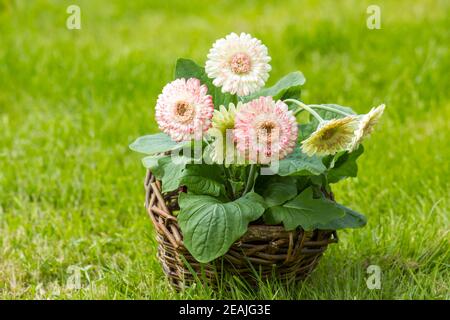 Gerbera Blumen im Korb Stockfoto