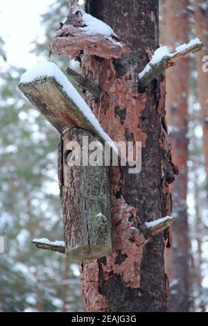 Vogelhaus auf zerknitterte Kiefer im Winterwald. Nistkasten in Holz Stockfoto