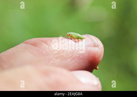 Makro einer grünen Spittlebug Nymphe auf einem Finger Stockfoto