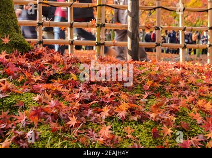 Herbstfarbe gefallene Blätter auf Böden in Japan Stockfoto