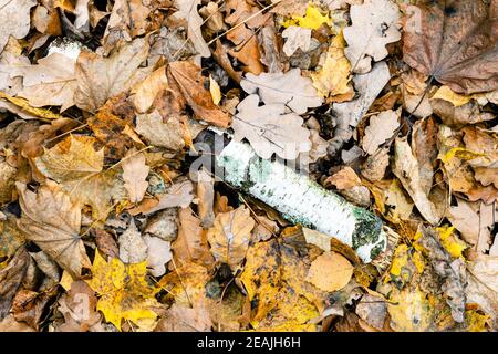 Alte Birke in nassen gefallenen Blättern im Herbst Stockfoto