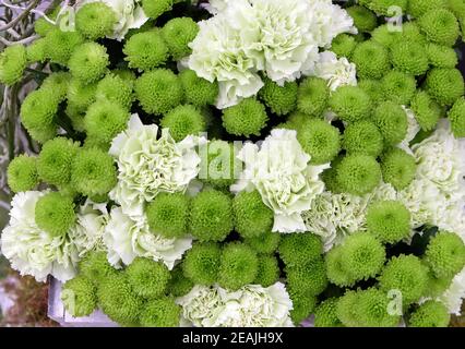 Blumen auf Floraart ausgestellt, 50 internationale Gartenausstellung in Zagreb, Kroatien Stockfoto