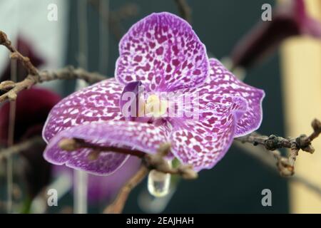Blumen auf Floraart ausgestellt, 50 internationale Gartenausstellung in Zagreb, Kroatien Stockfoto
