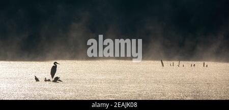 Silhouette von grauem Reiher, der an der Küste bei schönem Sonnenaufgang steht Stockfoto