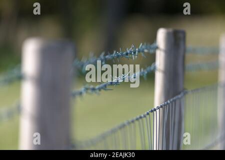 Selektives Fokusbild eines frisch hergestellten Doppeldrahtzauens mit Stacheldraht. Stockfoto