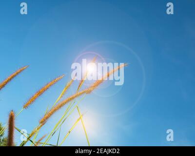 Nahaufnahme von Grasblumen auf einem Himmel Hintergrund.Weichfokus Bilder. Stockfoto
