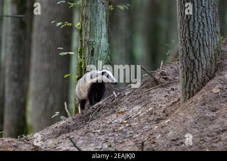 Europäischer Dachs (Meles meles) im Herbst Stockfoto