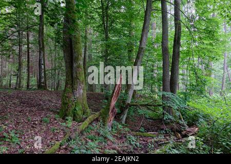 Alte Schwarzerle (Alnus glutinosa) Bäume im Sommerwald Stockfoto