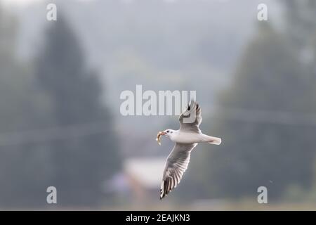 Jungmöwe (Chroicocephalus ridibundus) im Flug Stockfoto