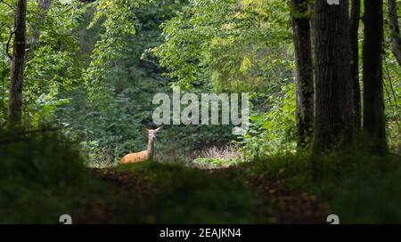 Rotwild (Cervus elaphus) Weibchen im Sommer Stockfoto