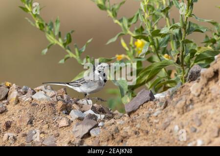 Weiße Bachstelze (Motacilla alba) im Sommer Stockfoto